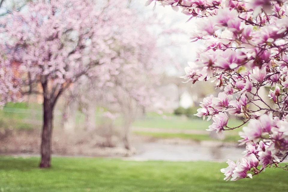 magnolia-trees blossoming in spring